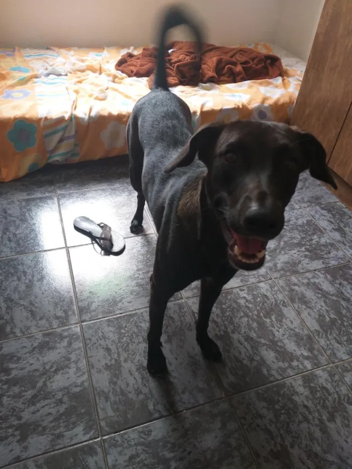 Cachorro raça SRD-ViraLata idade 3 anos nome Aylla