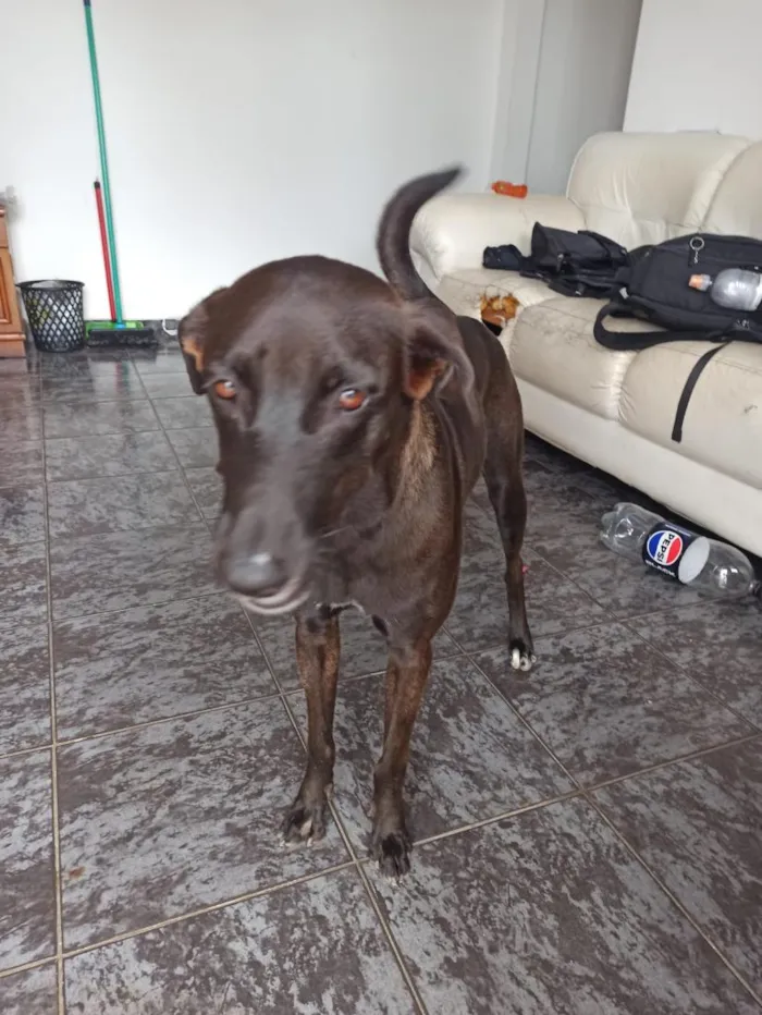 Cachorro raça SRD-ViraLata idade 3 anos nome Aylla