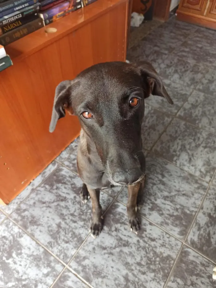 Cachorro raça SRD-ViraLata idade 3 anos nome Aylla
