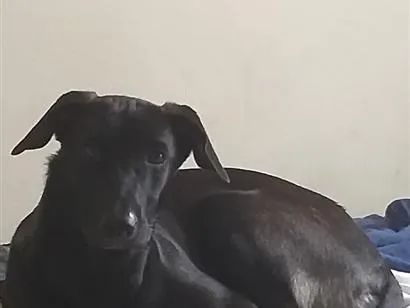 Cachorro raça SRD-ViraLata idade 3 anos nome Aylla