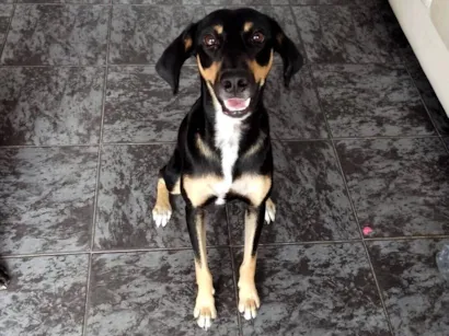 Cachorro raça SRD-ViraLata idade 1 ano nome Lilly