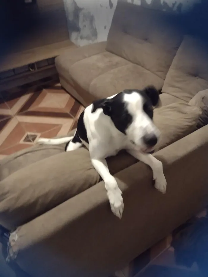 Cachorro raça SRD-ViraLata idade 7 a 11 meses nome Spyke