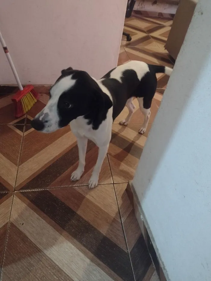 Cachorro raça SRD-ViraLata idade 7 a 11 meses nome Spyke