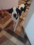 Spyke