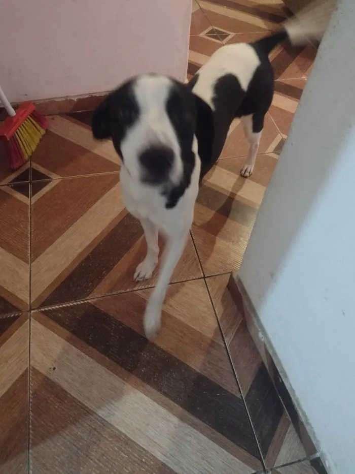 Cachorro raça SRD-ViraLata idade 7 a 11 meses nome Spyke