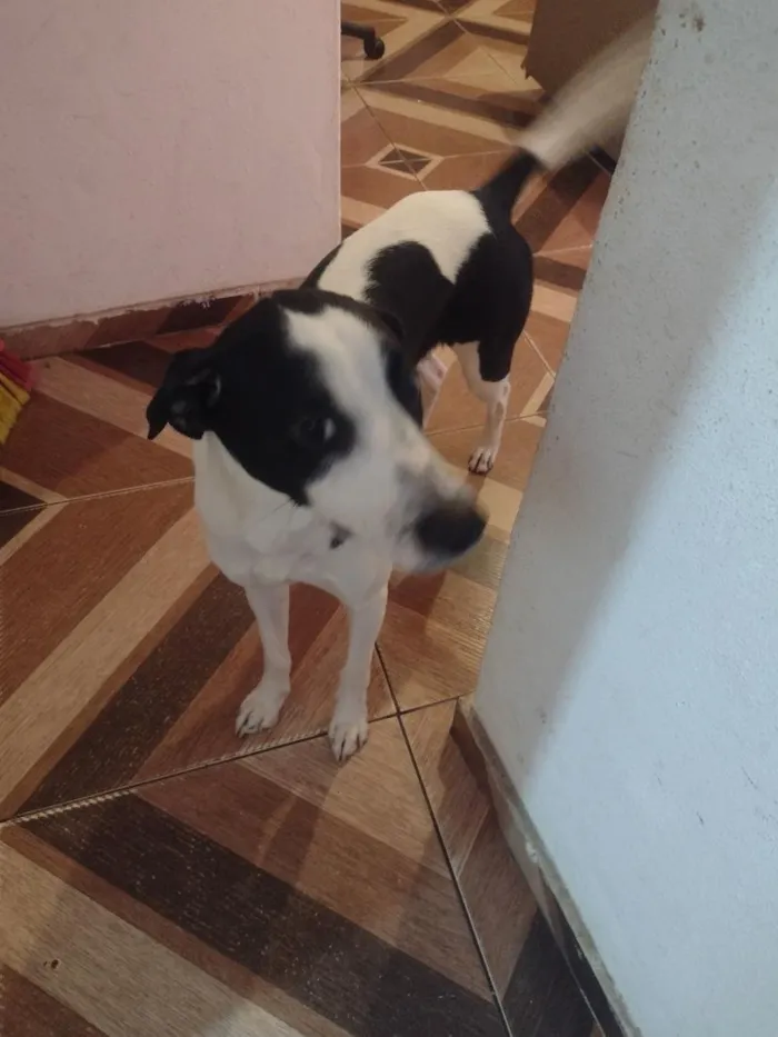 Cachorro raça SRD-ViraLata idade 7 a 11 meses nome Spyke