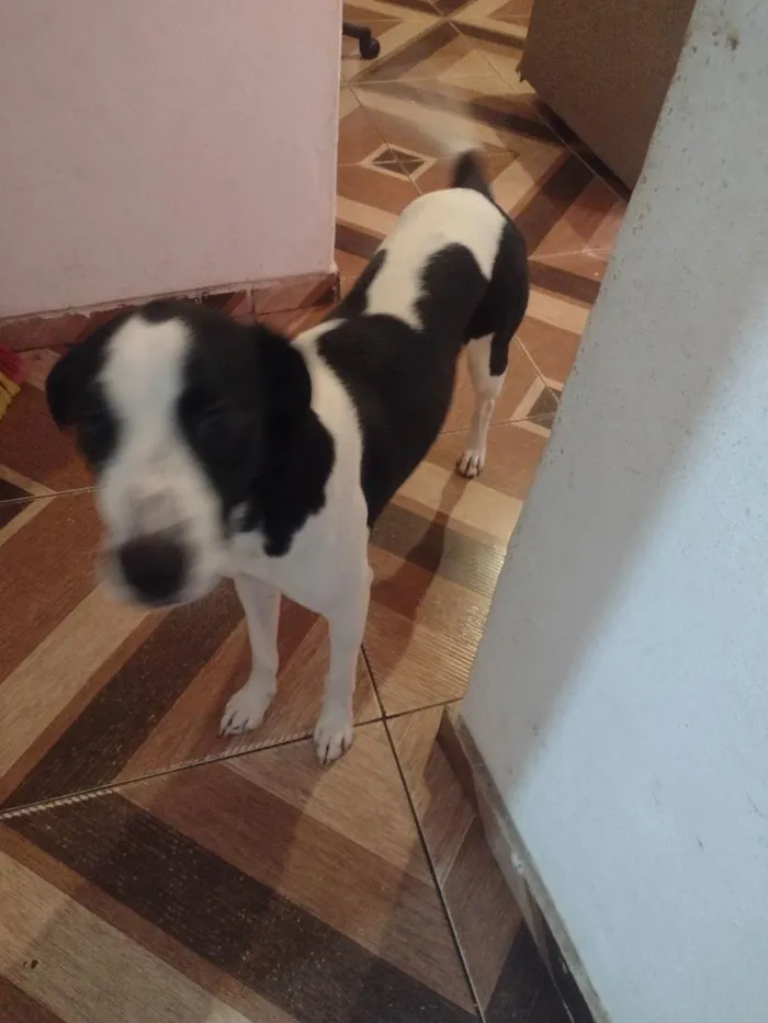 Cachorro raça SRD-ViraLata idade 7 a 11 meses nome Spyke