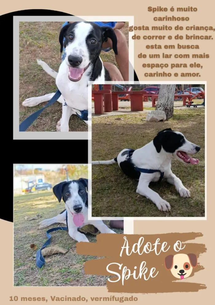 Cachorro raça SRD-ViraLata idade 7 a 11 meses nome Spyke