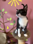 Bibiana
