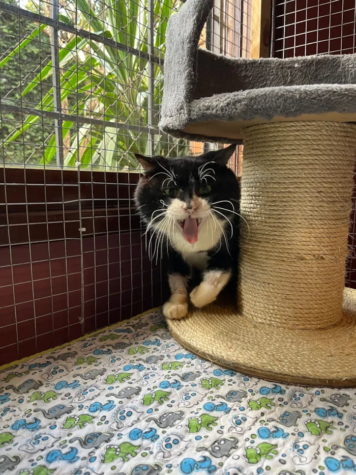 Gato raça SRD-ViraLata idade 5 anos nome Rogério 