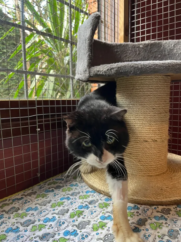 Gato raça SRD-ViraLata idade 5 anos nome Rogério 