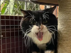 Gato raça SRD-ViraLata idade 5 anos nome Rogério 