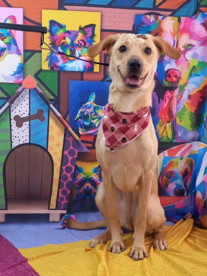Cachorro raça SRD-ViraLata idade 1 ano nome Bela