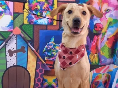 Cachorro raça SRD-ViraLata idade 1 ano nome Bela