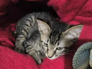 Gato raça SRD-ViraLata idade 2 a 6 meses nome Rex