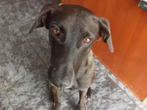 Cachorro raça SRD-ViraLata idade 3 anos nome Aylla