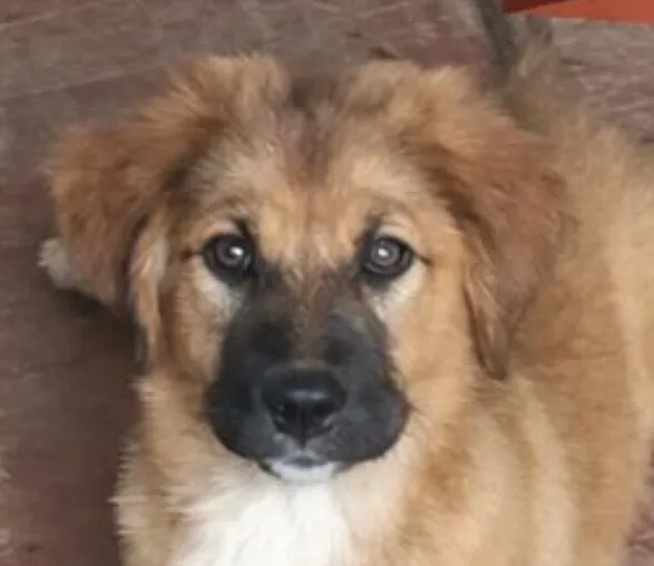 Cachorro raça Labradot  idade 2 a 6 meses nome Marley 