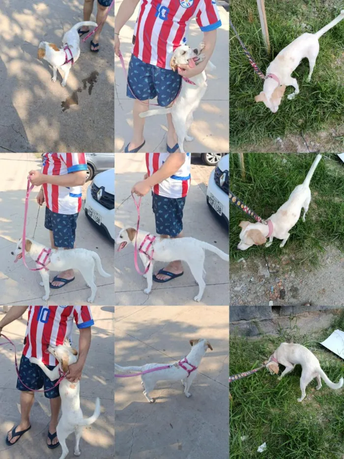 Cachorro raça SRD-ViraLata idade 2 anos nome Pandora