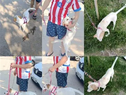 Cachorro raça SRD-ViraLata idade 2 anos nome Pandora