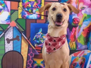 Cachorro raça SRD-ViraLata idade 1 ano nome Bela