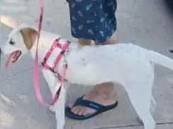 Cachorro raça SRD-ViraLata idade 2 anos nome Pandora