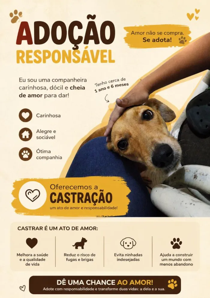 Cachorro raça SRD-ViraLata idade 1 ano nome Mel
