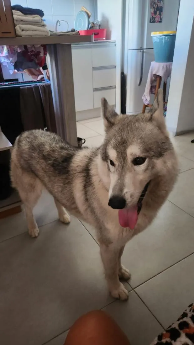 Cachorro raça Pastor Alemão idade 4 anos nome snow