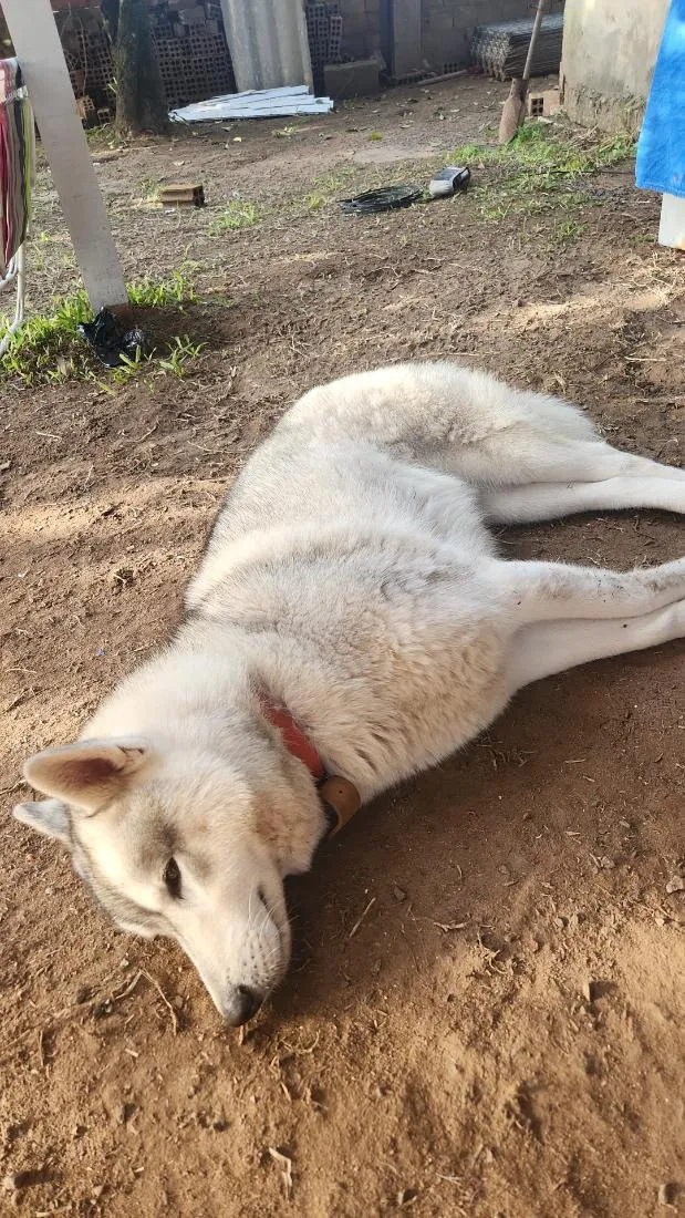Cachorro raça Pastor Alemão idade 4 anos nome snow