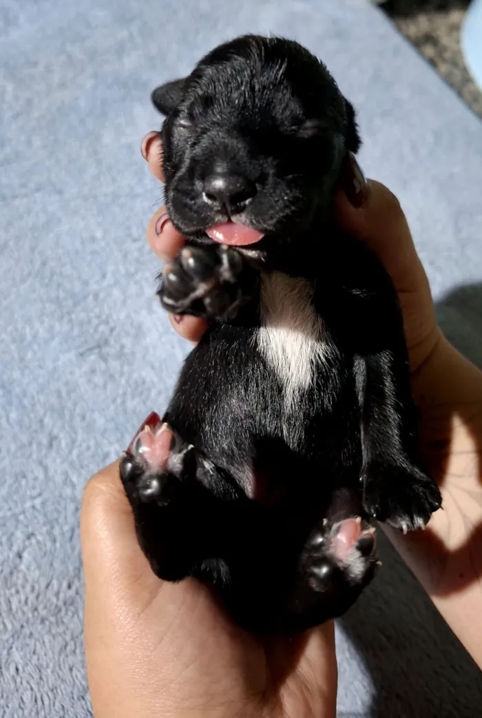 Cachorro raça Labrador idade Abaixo de 2 meses nome sem nome