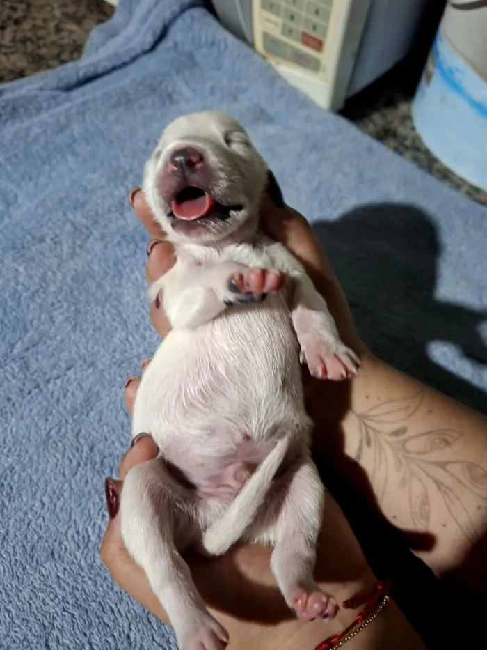 Cachorro raça Labrador idade Abaixo de 2 meses nome Sem nome
