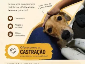 Cachorro raça SRD-ViraLata idade 1 ano nome Mel