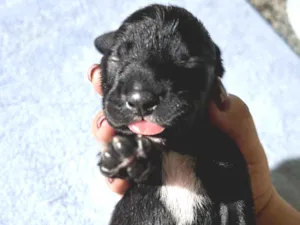 Cachorro raça Labrador idade Abaixo de 2 meses nome sem nome