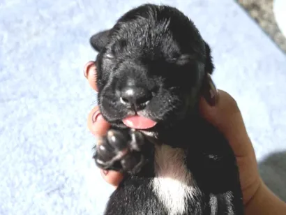 Cachorro raça Labrador idade Abaixo de 2 meses nome sem nome