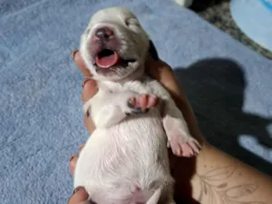Cachorro raça Labrador idade Abaixo de 2 meses nome Sem nome