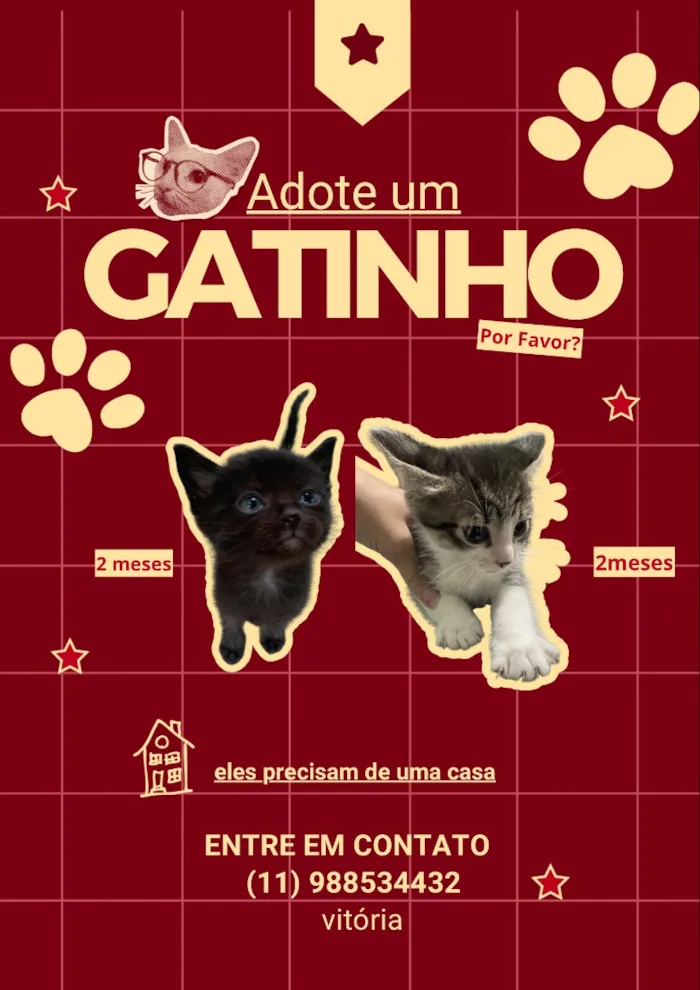 Gato raça SRD-ViraLata idade 2 a 6 meses nome Meia noite e José 