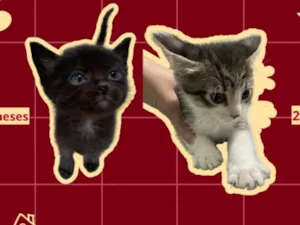 Gato raça SRD-ViraLata idade 2 a 6 meses nome Meia noite e José 