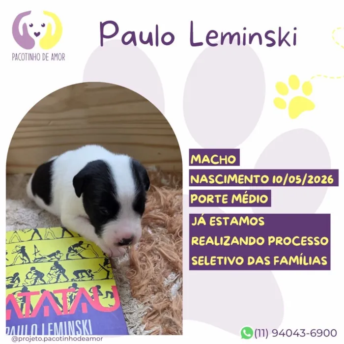 Cachorro raça SRD-ViraLata idade 2 a 6 meses nome Paulo Leminski