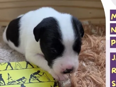 Cachorro raça SRD-ViraLata idade 2 a 6 meses nome Paulo Leminski