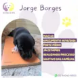 Jorge Borges