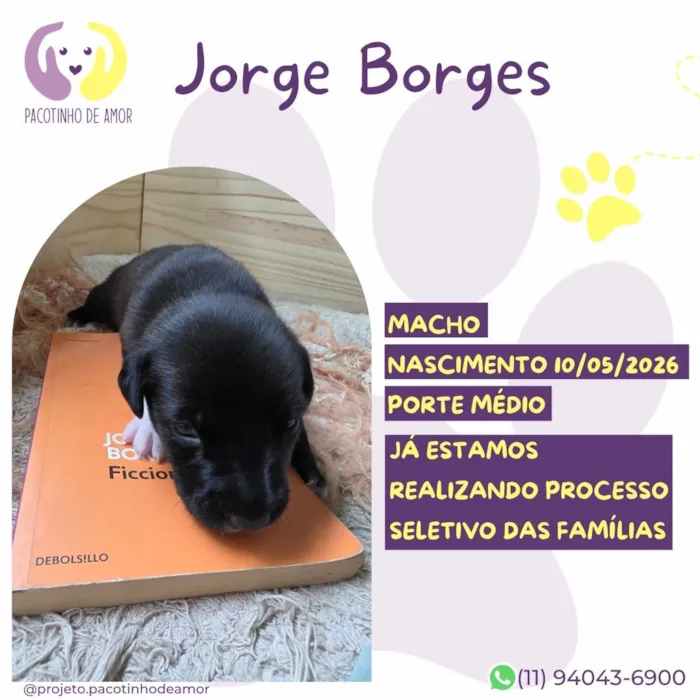 Cachorro raça SRD-ViraLata idade 2 a 6 meses nome Jorge Borges