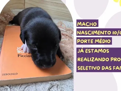 Cachorro raça SRD-ViraLata idade 2 a 6 meses nome Jorge Borges