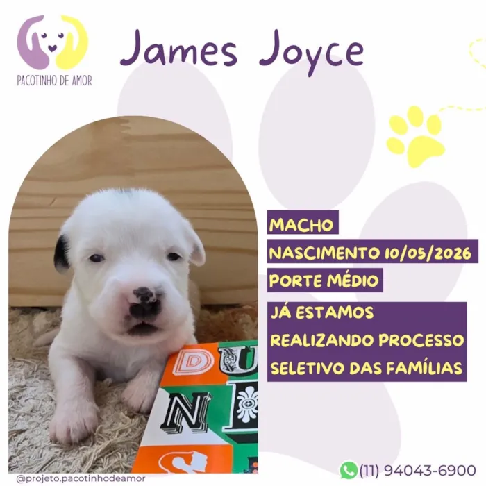 Cachorro raça SRD-ViraLata idade Abaixo de 2 meses nome James Joyce