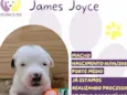 James Joyce