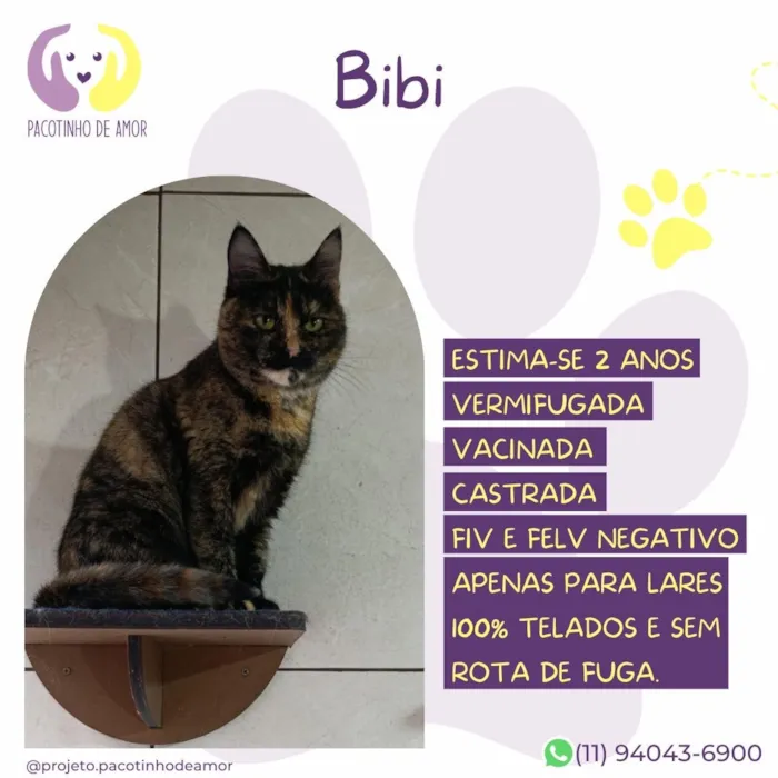 Gato raça SRD-ViraLata idade 2 anos nome Bibi