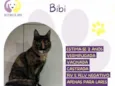 Bibi