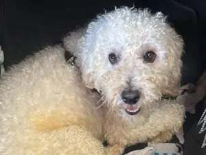 Cachorro raça Poodle idade 2 anos nome Krypto