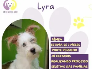 Cachorro raça SRD-ViraLata idade 7 a 11 meses nome Lyra