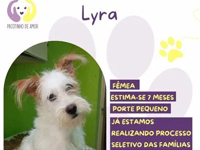 Cachorro raça SRD-ViraLata idade 7 a 11 meses nome Lyra