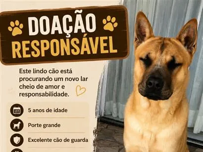 Cachorro raça SRD-ViraLata idade 5 anos nome Simba