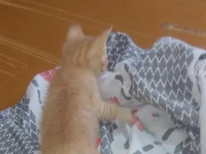 Gato raça SRD-ViraLata idade Abaixo de 2 meses nome amarelinho
